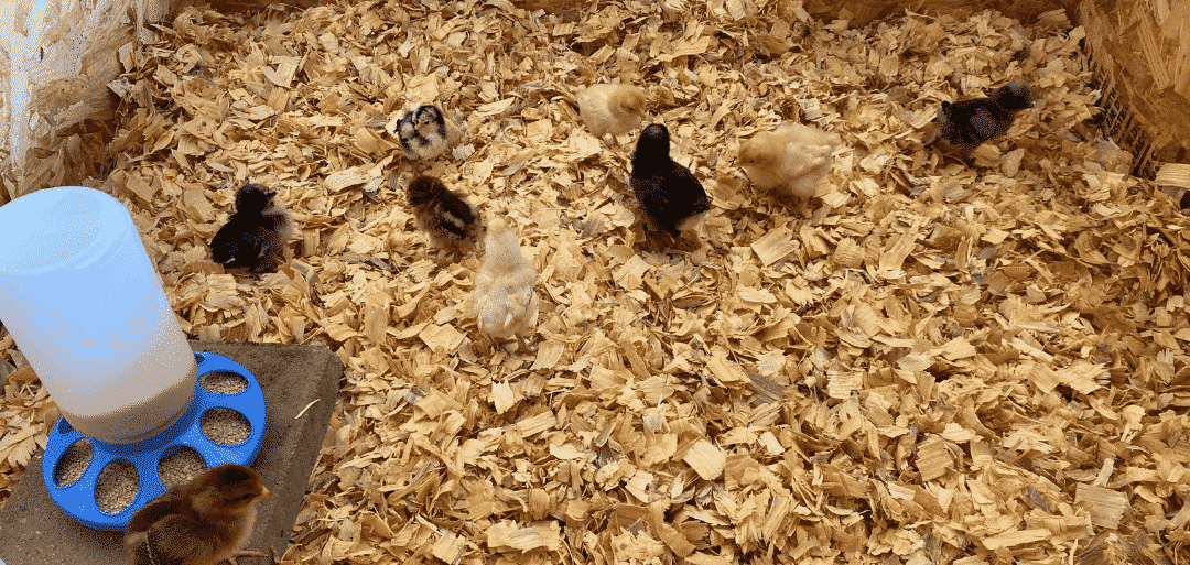 when chicks wonât eat or drink